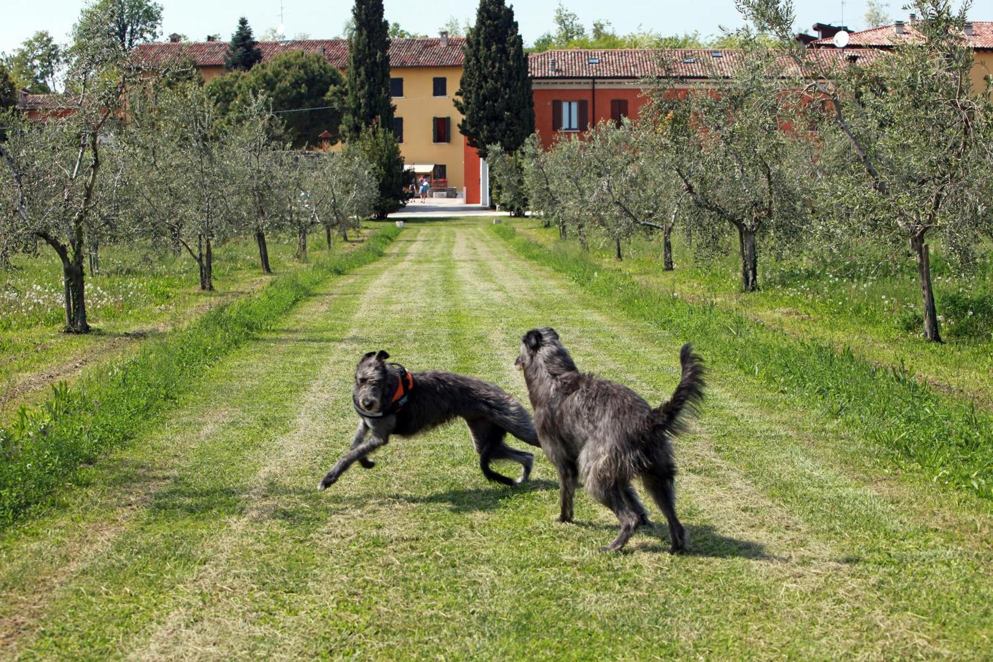 Agriturismo La Filanda Manerba del Garda Exteriör bild